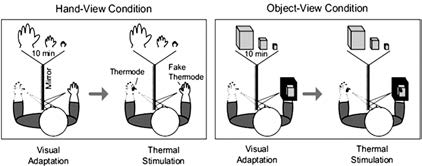 Εικόνα 2. Στο πείραμα των Mancini et al. (2011) παρουσιάστηκαν δυο συνθήκες: στη μια ο συμμετέχων έβλεπε το χέρι του (μέσω αντανάκλασης στον καθρέπτη) για 10 λεπτά, ενώ στην άλλη, ένα ουδέτερο αντικείμενο. Χρησιμοποιώντας ειδικούς καθρέπτες, το χέρι φαινόταν είτε υπό μεγέθυνση είτε υπό σμίκρυνση ή στις κανονικές του διαστάσεις. Μετά από τη 10λεπτη φάση προσαρμογής, εφαρμοζόταν σταδιακά αυξανόμενης θερμότητας ερεθισμός στο χέρι που ήταν κρυμμένο πίσω από τον καθρέπτη, ενώ ταυτόχρονα το άλλο χέρι δεχόταν ψευδή ερεθισμό θερμότητας. Ο συμμετέχων καλούνταν να απαντήσει τη στιγμή που αισθανόταν ότι η προκληθείσα θερμότητα γινόταν επίπονη (από Mancini et al., 2011).