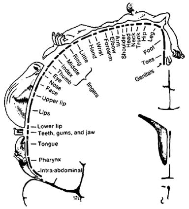 Εικόνα 3. Ανθρωπάριο του Penfield (από http://www.askthe neurologist.com/images/homunculus.jpg). Οι σωματαισθητικές προβολές από την επιφάνεια του σώματος διατάσσονται κατά συστηματικό τρόπο στον εγκεφαλικό φλοιό δημιουργώντας έναν φλοιϊκό χάρτη του σώματος.